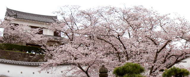 臼杵城｜臼杵城址桜まつり