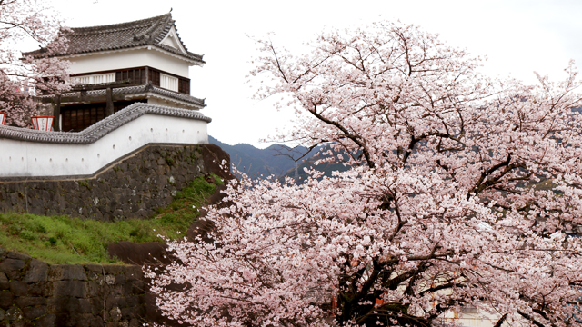 臼杵城｜臼杵城址桜まつり