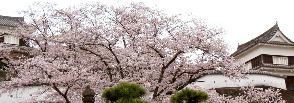 臼杵城｜臼杵城址桜まつり